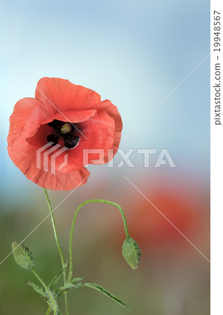 red poppy red poppy 19948567