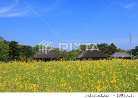 Old private house of state-run Hitachi beach park 19950133