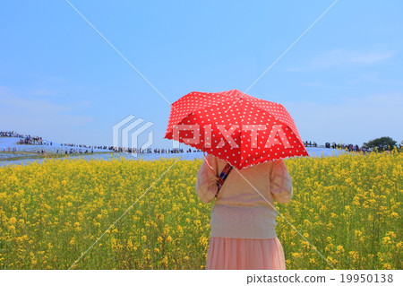 Nanohana Hatachi海灘公園的油菜田 19950138