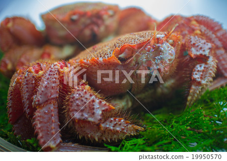Hair crab blowing foam Hair crab blowing foam 19950570