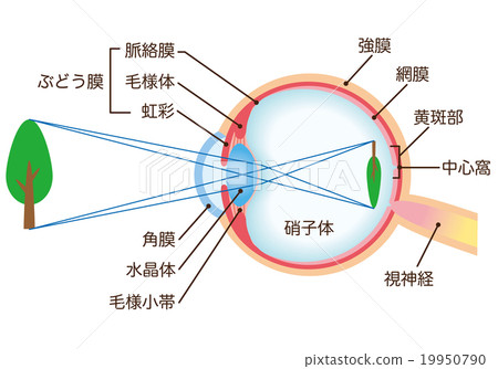 Structure cross section of eye 19950790