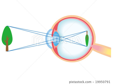 Structure cross section of eye 19950791