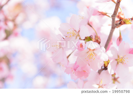 櫻花（蓬鬆） 19950798