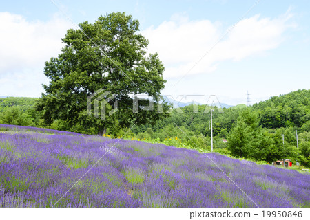 Lavender field (Sapporo Roppongi pass) 19950846