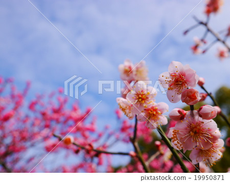 紅色李子和天空 19950871
