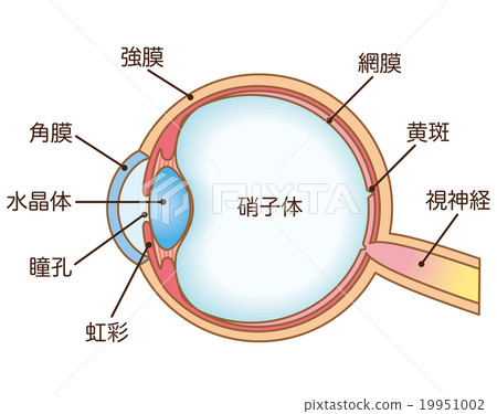 Structure of eye cross section 19951002