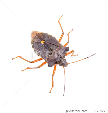 Brown shield bug on a white background 19951427