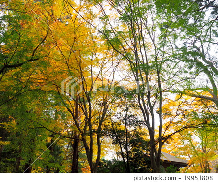 Hiraizumi Chusonji秋葉，世界遺產名錄站點 19951808