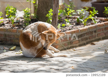 dog self cleaning scracthing ticks and fleas dog self cleaning scracthing ticks and fleas 19952109