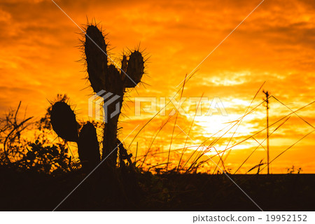 Silhouette of Saguaro Cactus at Sunset 19952152