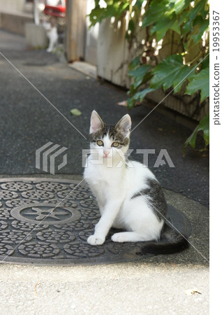 Cat Cat 19953367