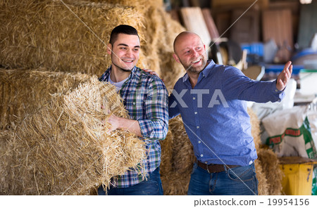 Farmers stacking straw in loft Farmers stacking straw in loft 19954156
