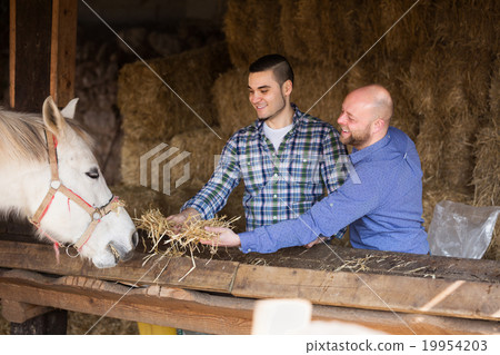 Males giving hat to horse Males giving hat to horse 19954203