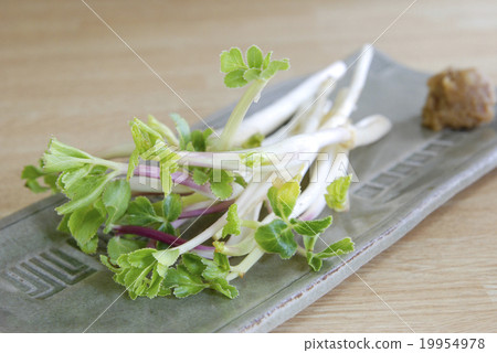 Bamboo shoots 19954978