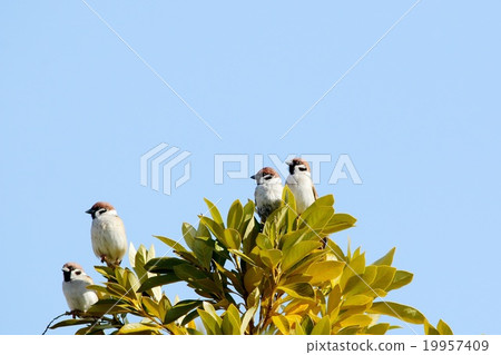 Sparrow Sparrow 19957409