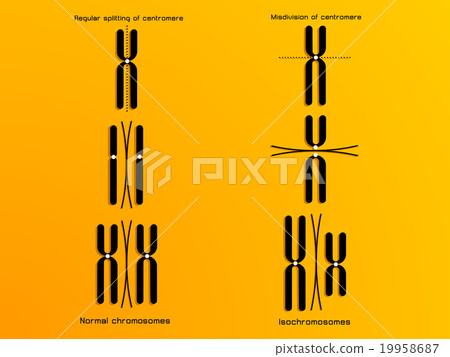 vector illustration of the chromosome 19958687
