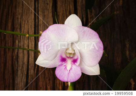 Isolate with clipping path single orchid flower Isolate with clipping path single orchid flower 19959508