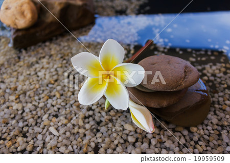 plumeria or frangipani decorated on water plumeria or frangipani decorated on water 19959509