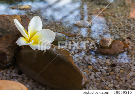 plumeria or frangipani decorated on water plumeria or frangipani decorated on water 19959510