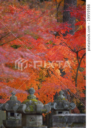 秋天的樹葉 19959566