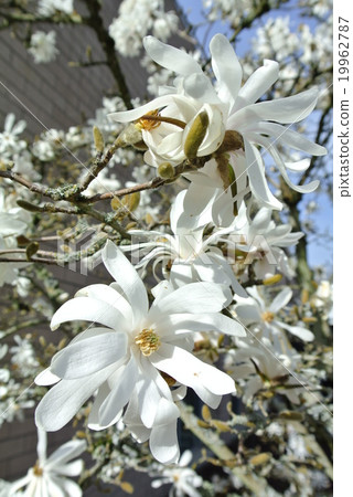 White Kobushi flower (Royal Star) 19962787