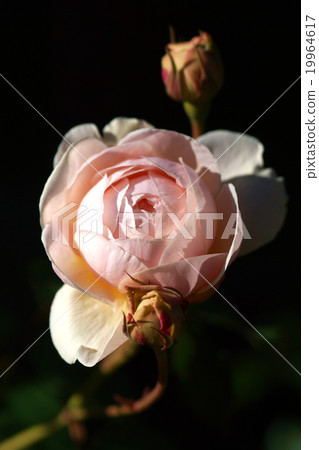 roses close up. roses close up. 19964617