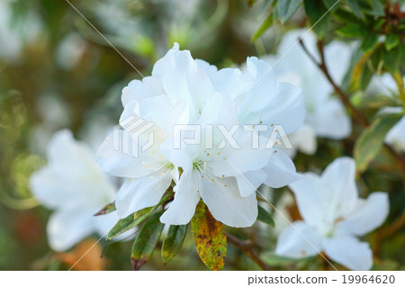 White azalea flowers in spring. White azalea flowers in spring. 19964620