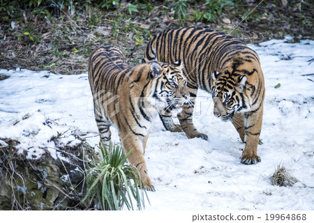 Sumatran tiger's sister 19964868