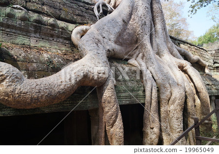 吳哥紀念碑Ta Pro rm大樹 19965049