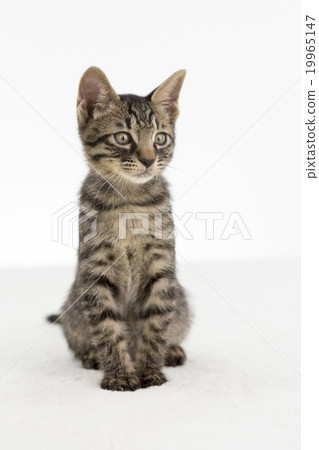 Sitting cat 19965147