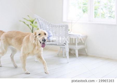 金毛獵犬 19965163