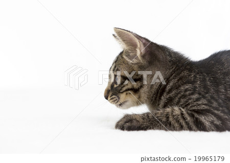 一隻貓 19965179
