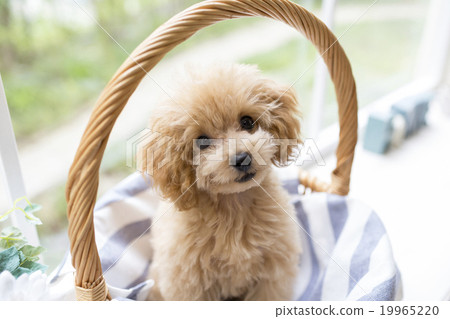 玩具貴賓犬 玩具貴賓犬 19965220