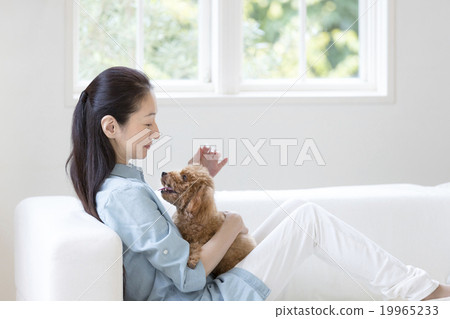 A woman holding a toy poodle A woman holding a toy poodle 19965233