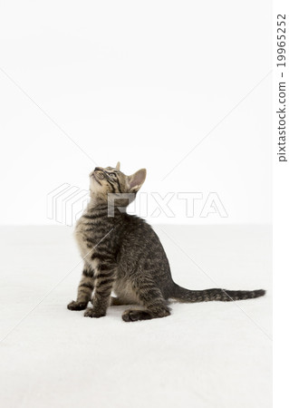 A cat watching over A cat watching over 19965252