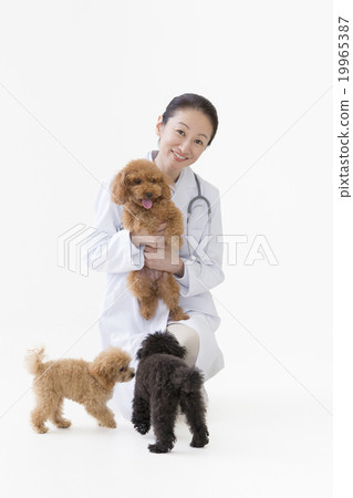 Veterinarian and Toy Poodle 19965387