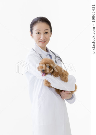 Veterinarian and Toy Poodle 19965431
