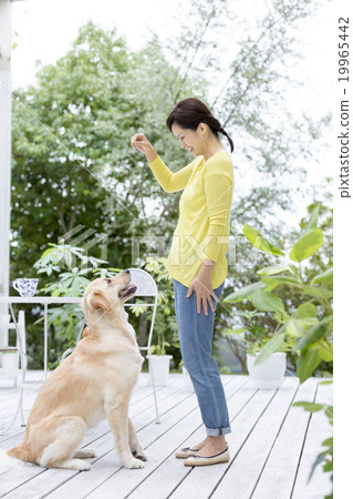Labrador Retriever with women in their 40s 19965442