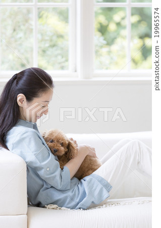 A woman holding a toy poodle A woman holding a toy poodle 19965574