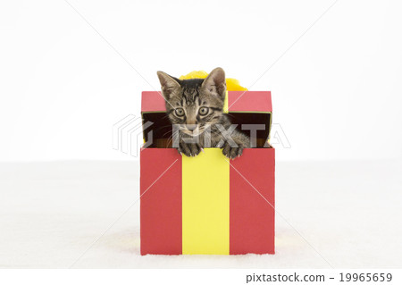 Cats looking out of the box 19965659