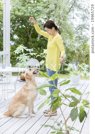 拉布拉多獵犬與40多歲的女性 拉布拉多獵犬與40多歲的女性 19965729