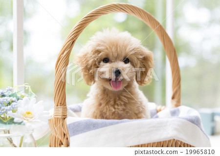 Toy poodle out tongue 19965810