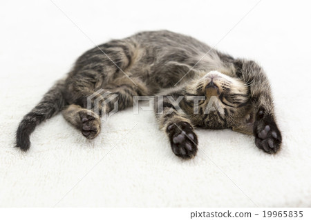 一隻睡覺的貓抬雙手 19965835