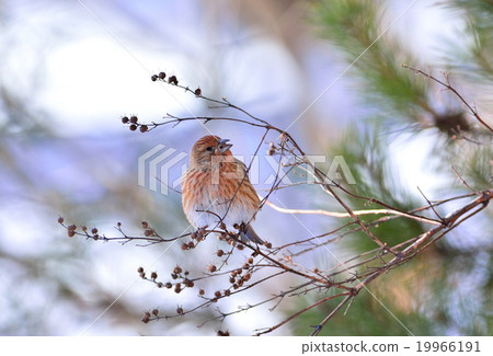 Freshwater fish and rice bran Freshwater fish and rice bran 19966191