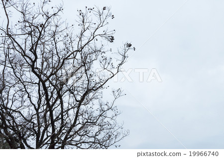 Silhouette of tree 19966740