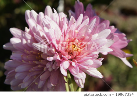菊花 菊花 19967354