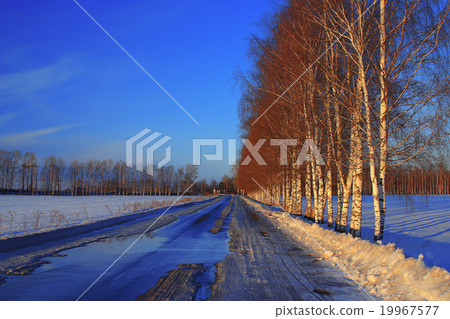 Spring landscape snow melts in the forest 19967577