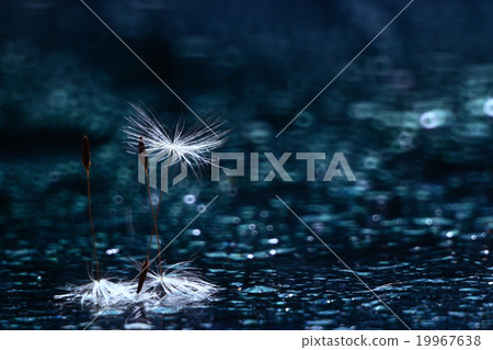 macro dandelion fluff macro dandelion fluff 19967638