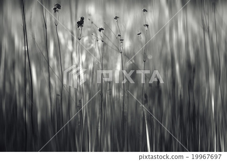 texture autumn grass blurred background 19967697