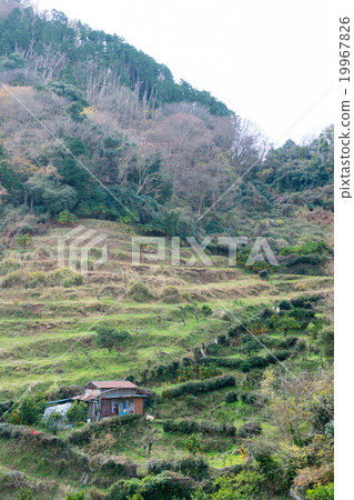 伊豆之國市的梯田 伊豆之國市的梯田 19967826